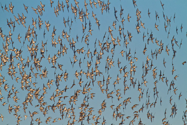 Black-tailed Godwits (Limosa limosa) in flight, Welney, Norfolk