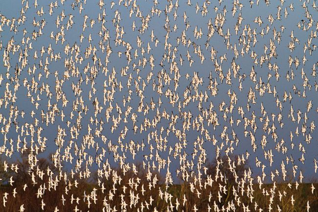 Black-tailed Godwits (Limosa limosa) in flight, Welney, Norfolk