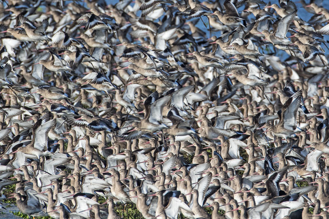 Flock of Black-tailed Godwits taking flight, Welney, Norfolk