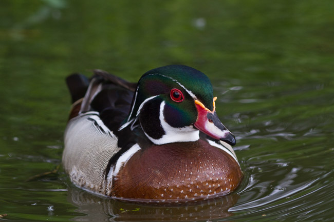 Male Carolina Wood Duck (Aix sponsa), Earith, Cambridgeshire