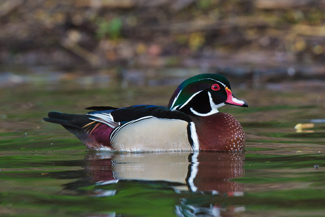 Male Carolina Wood Duck (Aix sponsa), Earith, Cambridgeshire