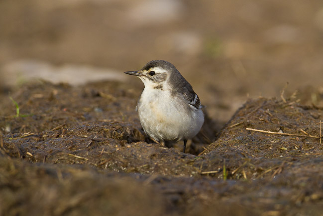 Juvenile Citrine Wagtail (Motacilla citreola), near Boddam, Shetland
