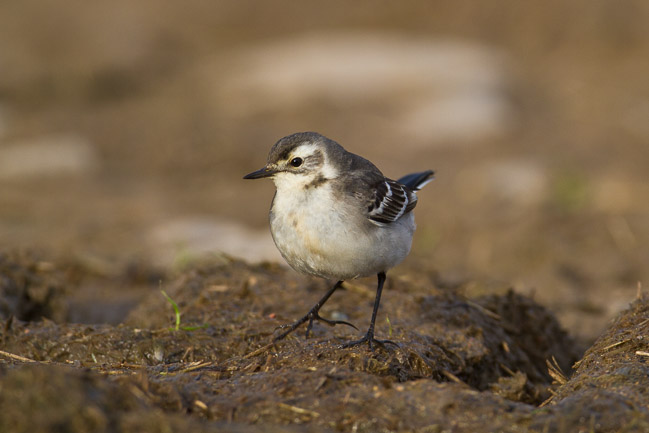 Juvenile Citrine Wagtail (Motacilla citreola), near Boddam, Shetland