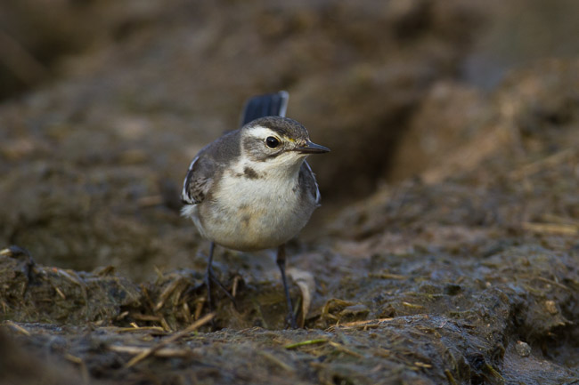Juvenile Citrine Wagtail (Motacilla citreola), near Boddam, Shetland