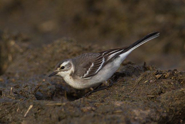 Juvenile Citrine Wagtail (Motacilla citreola), near Boddam, Shetland