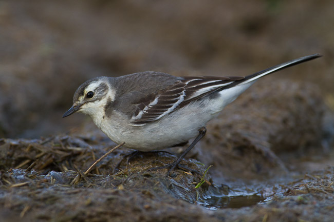 Juvenile Citrine Wagtail (Motacilla citreola), near Boddam, Shetland