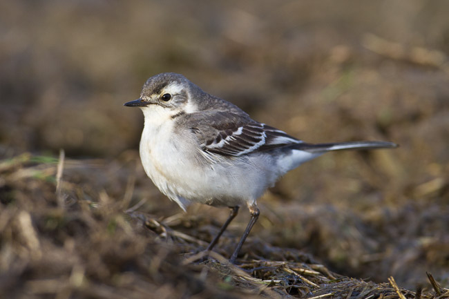 Juvenile Citrine Wagtail (Motacilla citreola), near Boddam, Shetland