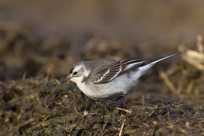 Juvenile Citrine Wagtail (Motacilla citreola), near Boddam, Shetland