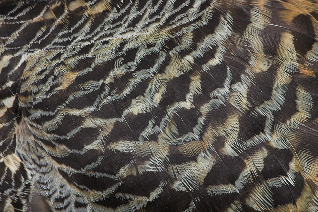 Close-up of the feathers of an incubating female Eider (Somateria mollissima), Northumberland, England