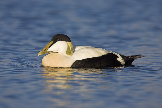 Male Eider (Somateria mollissima), swimming, Northumberland, England
