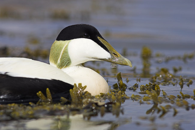 Male Eider (Somateria mollissima), swimming amongst seaweed, Northumberland, England