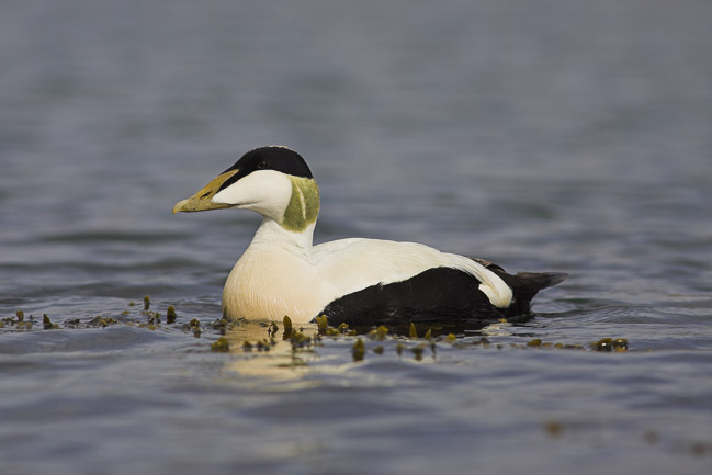 Male Eider (Somateria mollissima), swimming amongst seaweed, Northumberland, England