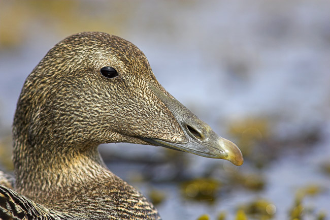 Female Eider (Somateria mollissima), Northumberland, England