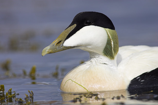 Male Eider (Somateria mollissima), swimming amongst seaweed, Northumberland, England