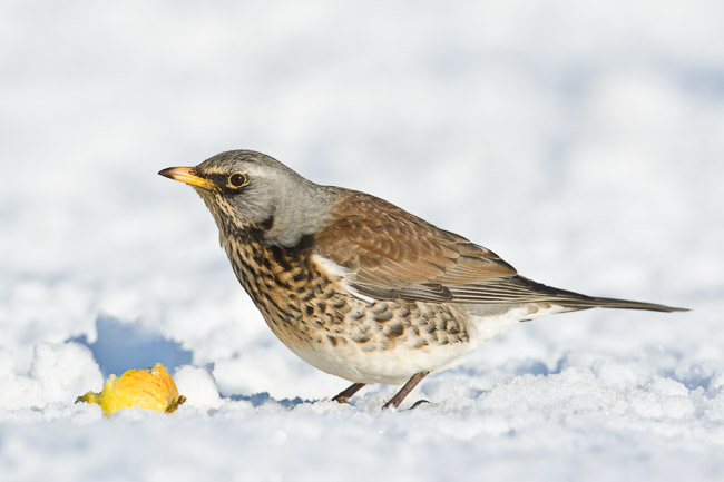 Fieldfare (Turdus pilaris) in snow feeding on apple, Cambridgeshire