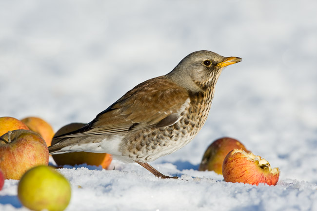 Fieldfare (Turdus pilaris) in snow feeding on apple, Cambridgeshire