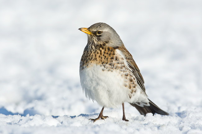 Fieldfare (Turdus pilaris) in snow feeding on apple, Haddenham, Cambridgeshire