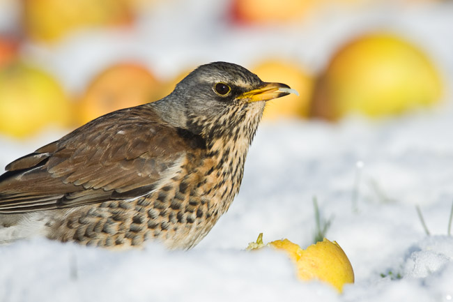 Fieldfare (Turdus pilaris) in snow feeding on apple, Cambridgeshire