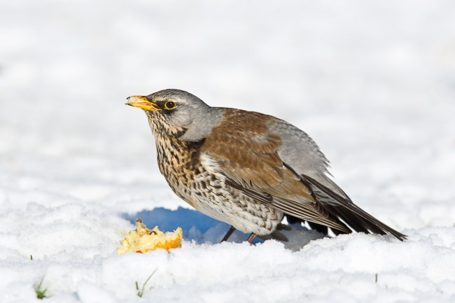 Fieldfare (Turdus pilaris) in snow feeding on apple, Cambridgeshire