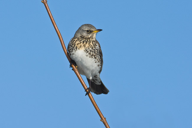 Fieldfare (Turdus pilaris) in hedgerow, Cambridgeshire