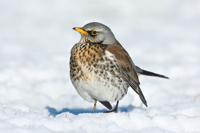 Fieldfare (Turdus pilaris) in snow, Cambridgeshire