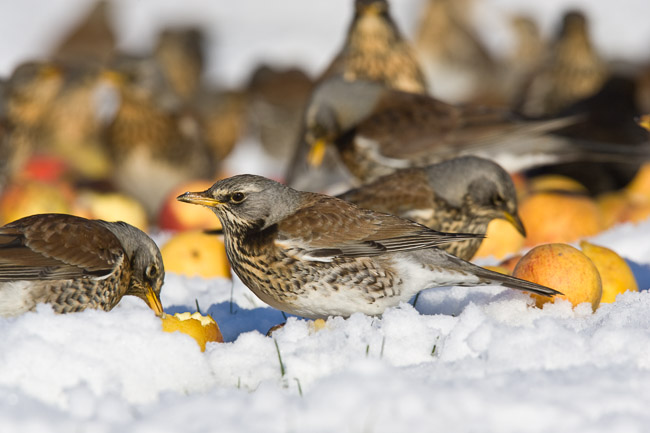 Fieldfares (Turdus pilaris) in snow feeding on apples, Cambridgeshire
