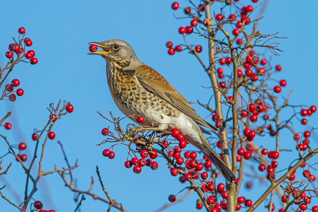 Fieldfare (Turdus pilaris) with hawthorn berry, Grunty Fen, Cambridgeshire