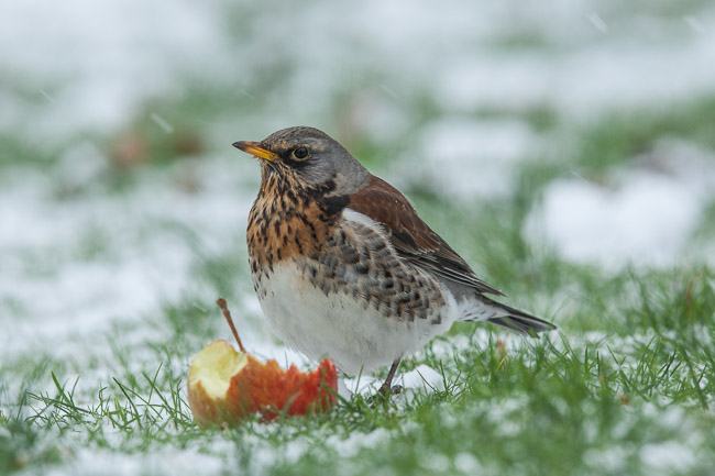 Fieldfare (Turdus pilaris) in snow feeding on apple, Cambridgeshire