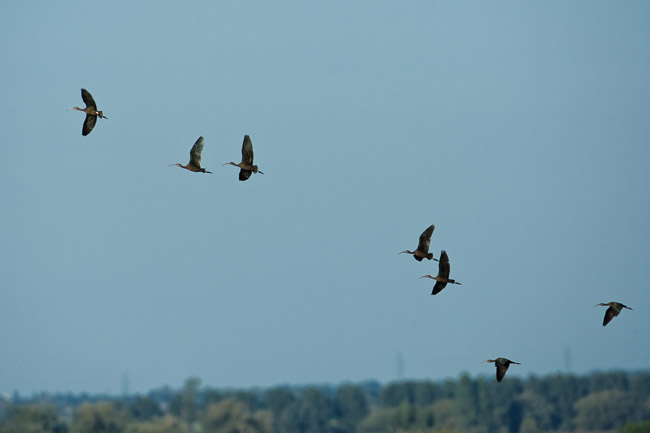 Flock of Glossy Ibis (Plegadis falcinellus) in flight, Sutton, Cambridgeshire