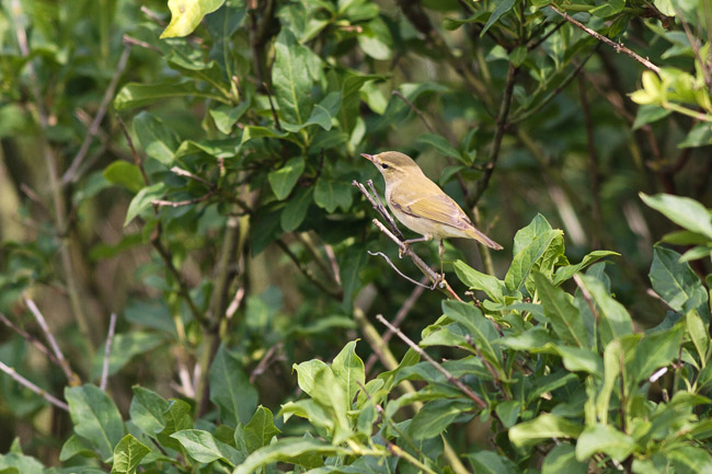 Greenish Warbler (Phylloscopus trochiloides), Blakeney Point, Norfolk