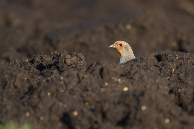 Grey Partridge (Perdix perdix), Aldreth, Cambridgeshire