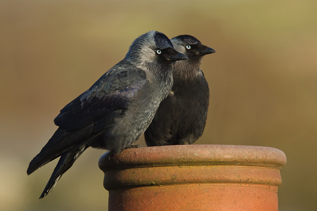 Pair of Jackdaws (Corvus monedula) on nesting chimney pot, Windermere, Cumbria