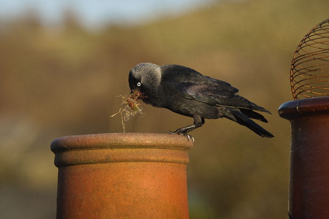 Jackdaw (Corvus monedula) with nest material, Windermere, Cumbria
