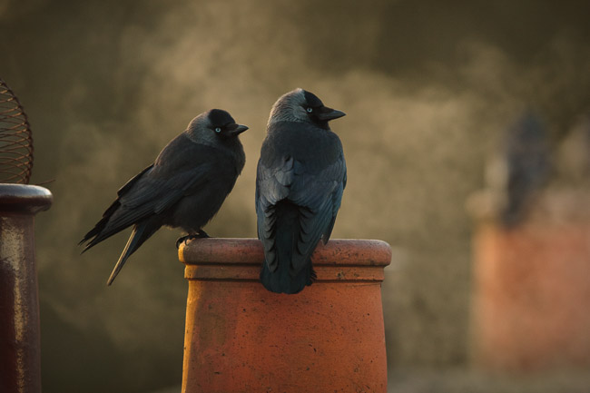 Pair of Jackdaws (Corvus monedula) on chimney pot amongst smoke, Windermere, Cumbria