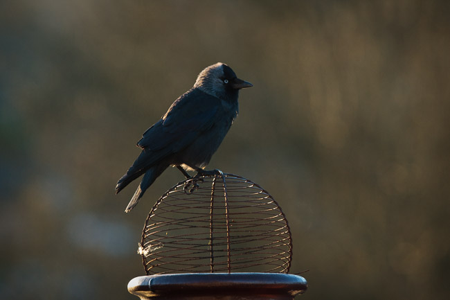 Jackdaw (Corvus monedula) on chimney pot, Windermere, Cumbria