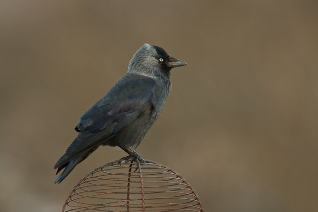 Jackdaw (Corvus monedula) on chimney pot, Windermere, Cumbria