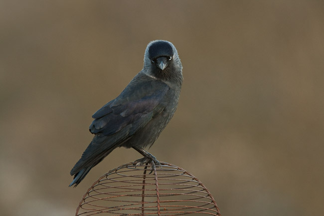 Jackdaw (Corvus monedula) on chimney pot, Windermere, Cumbria