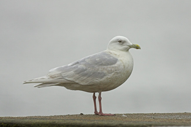 Adult Kumlien's Gull (Larus glaucoides kumlieni), Co. Galway, Ireland