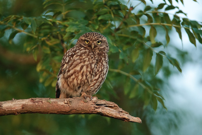 Adult Little Owl (Athene noctua), Aldreth, Cambridgeshire