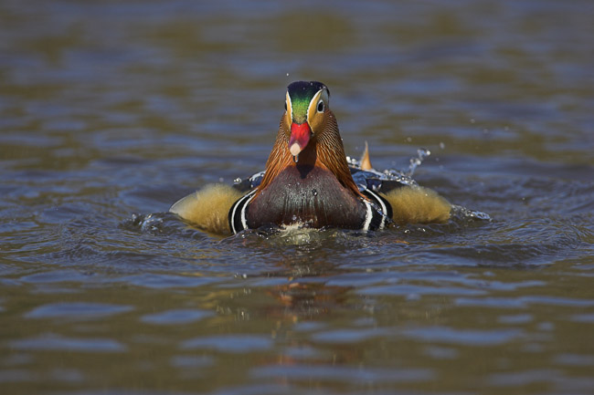 Male Mandarin (Aix galericulata) bathing, New Forest