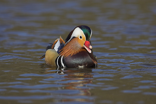 Male Mandarin (Aix galericulata), New Forest