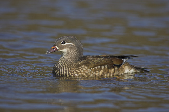 Female Mandarin (Aix galericulata), New Forest