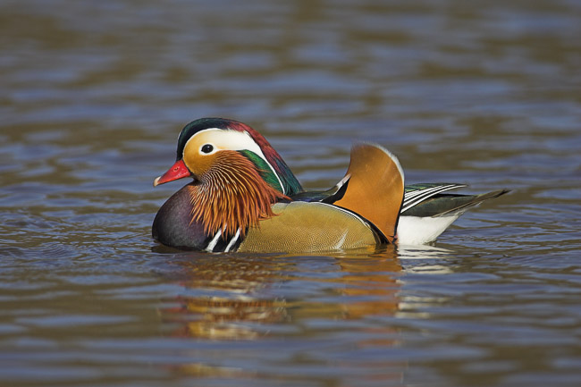 Male Mandarin (Aix galericulata), New Forest