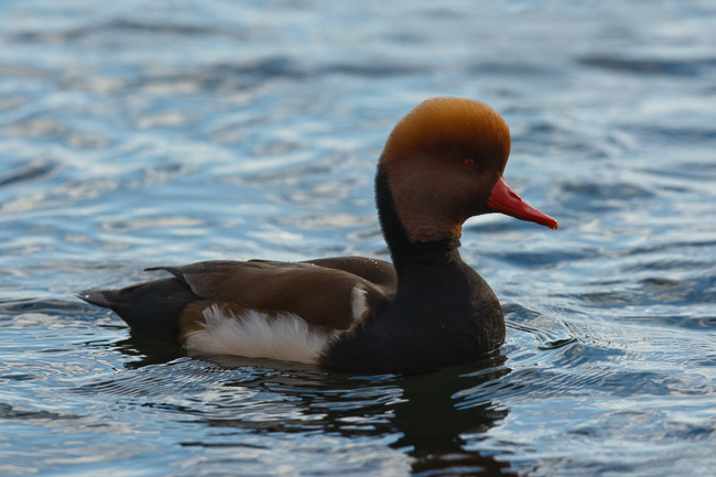 Male Red-crested Pochard (Netta rufina), St Ives, Cambridgeshire