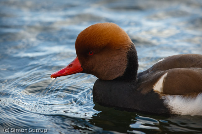 Male Red-crested Pochard (Netta rufina), St Ives, Cambridgeshire