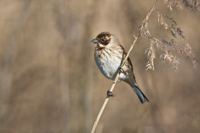 Female Reed Bunting (Emberiza schoeniclus), Cambridgeshire
