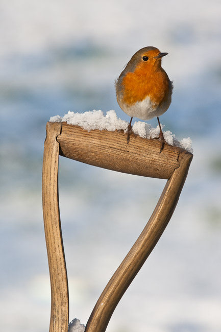 Robin (Erithacus rubecula) perched on garden spade in the snow, Aldreth, Cambridgeshire