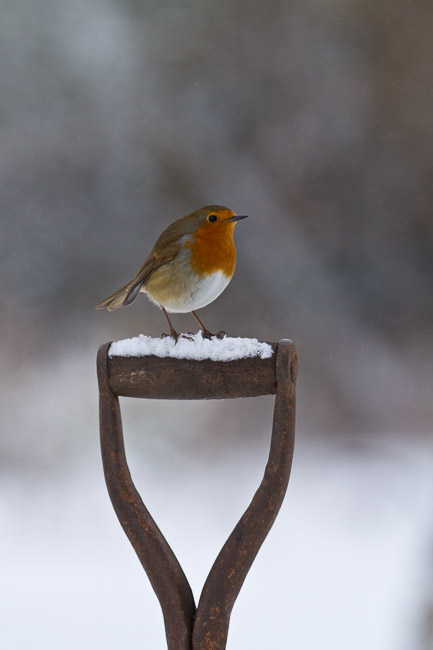 Robin (Erithacus rubecula) perched on garden spade, Aldreth, Cambridgeshire