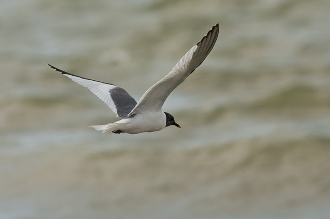Adult Sabine's Gull (Larus sabini), Grafham Water, Cambridgeshire