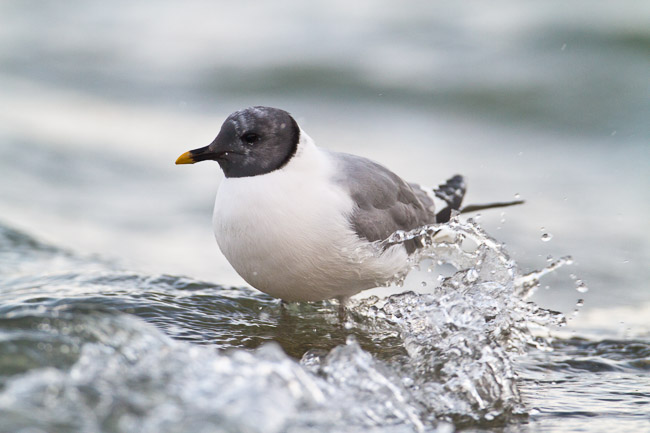 Adult Sabine's Gull (Larus sabini), Grafham Water, Cambridgeshire